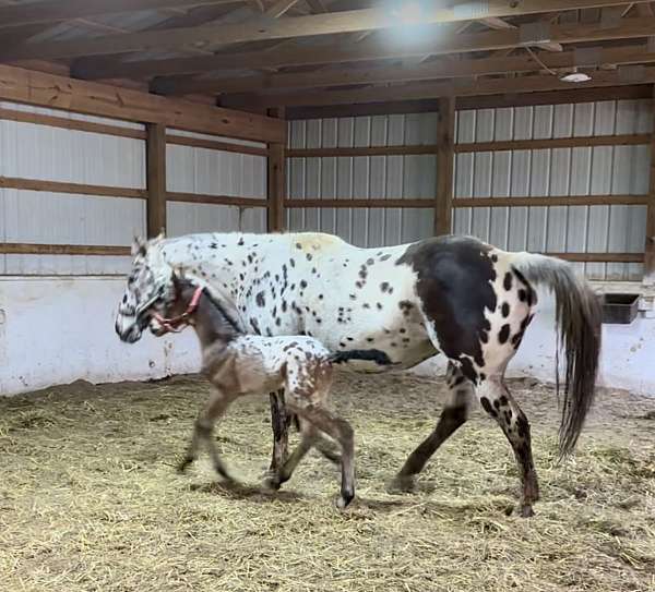 friesian-cross-unborn-foal