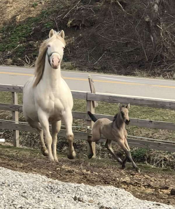 12-hand-friesian-unborn-foal