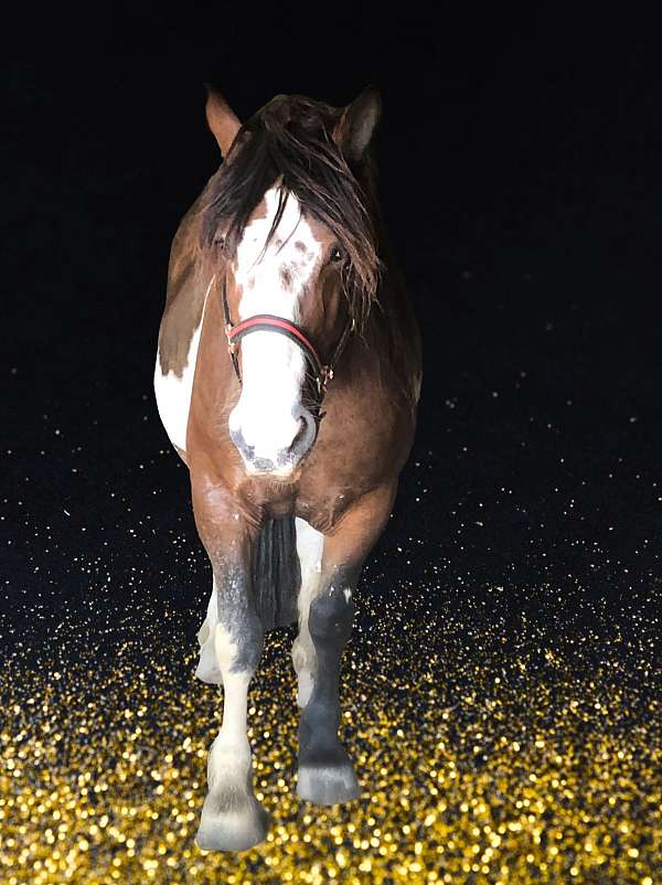 percheron-cross-appaloosa-horse