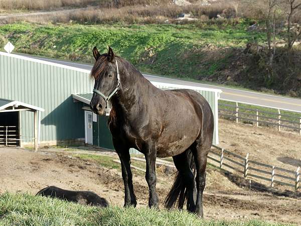 percheron-cross-clydesdale-horse