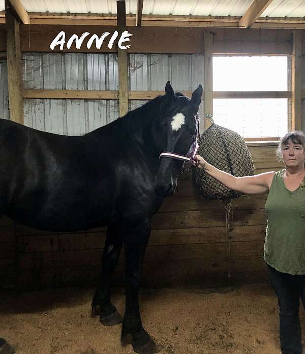 percheron-cross-pinto-horse