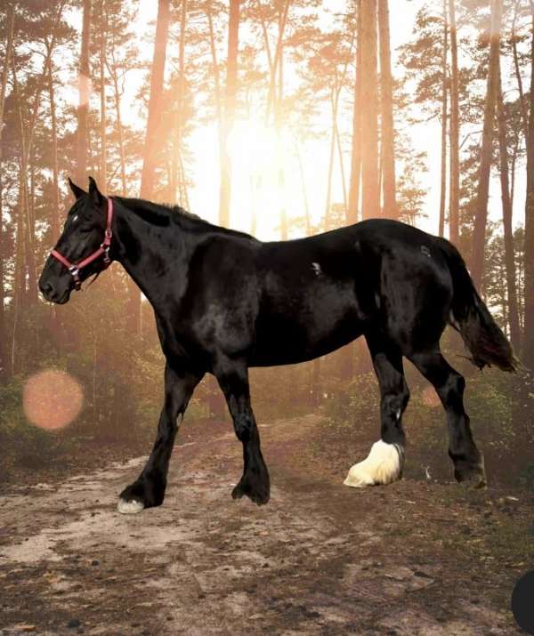 percheron-cross-spotted-horse