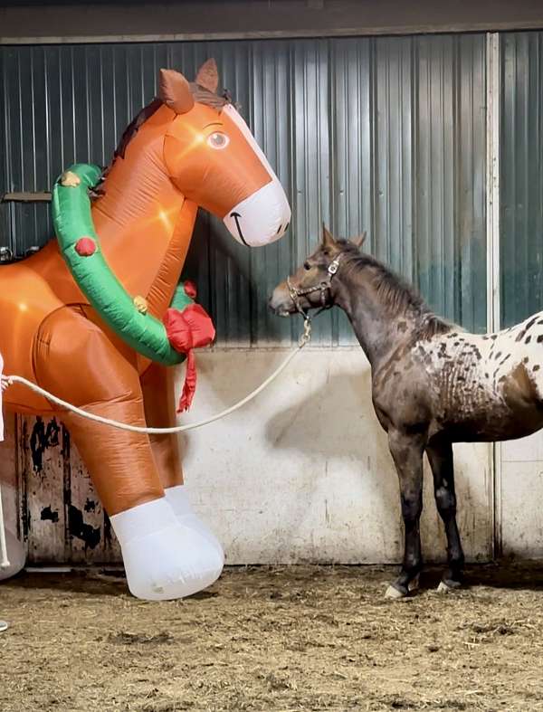 friesian-cross-appaloosa-horse