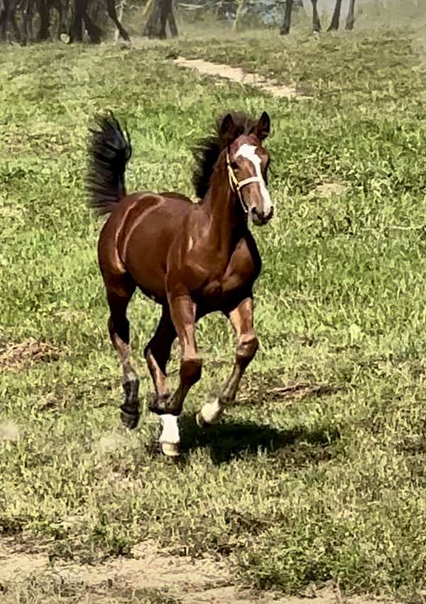 friesian-cross-draft-horse