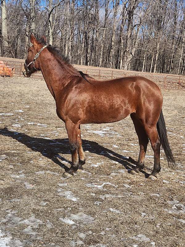 female-standardbred-horse