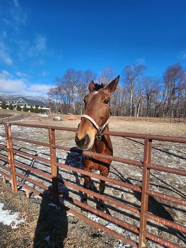 inexpensive-standardbred-horse