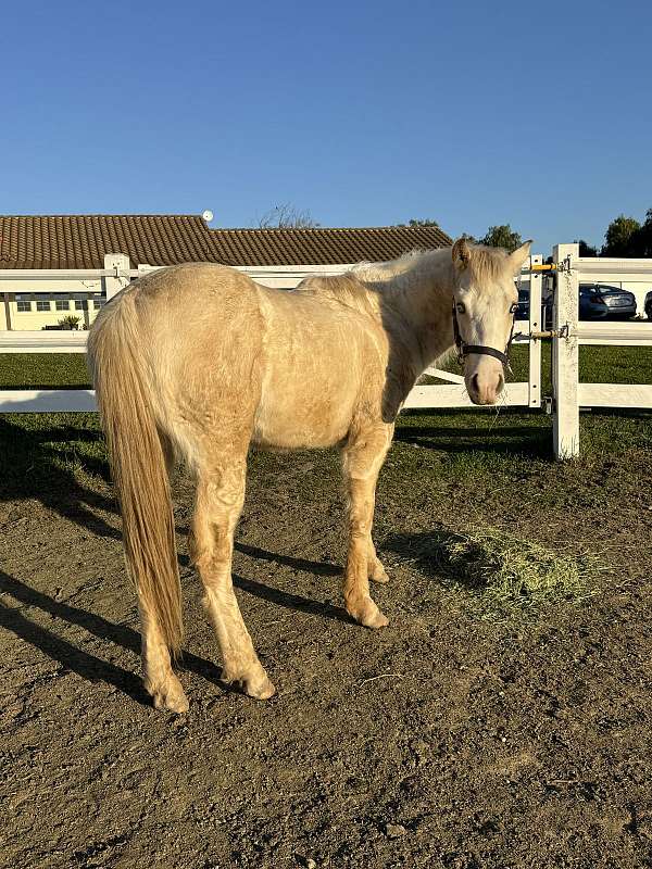 quarter-horse-for-sale