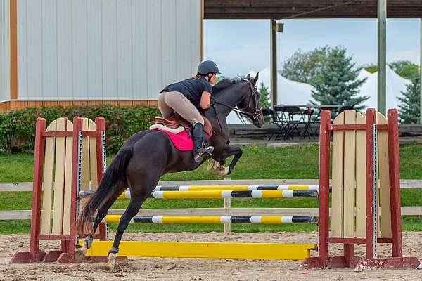 around-thoroughbred-horse