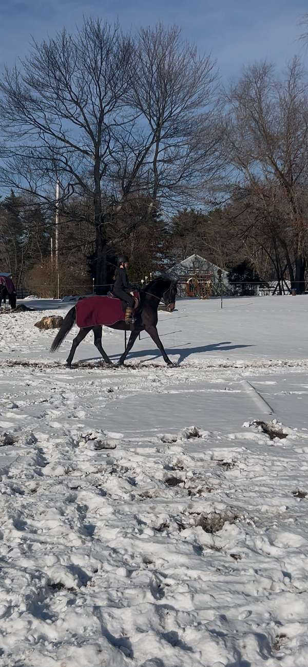 started-under-dutch-warmblood-horse