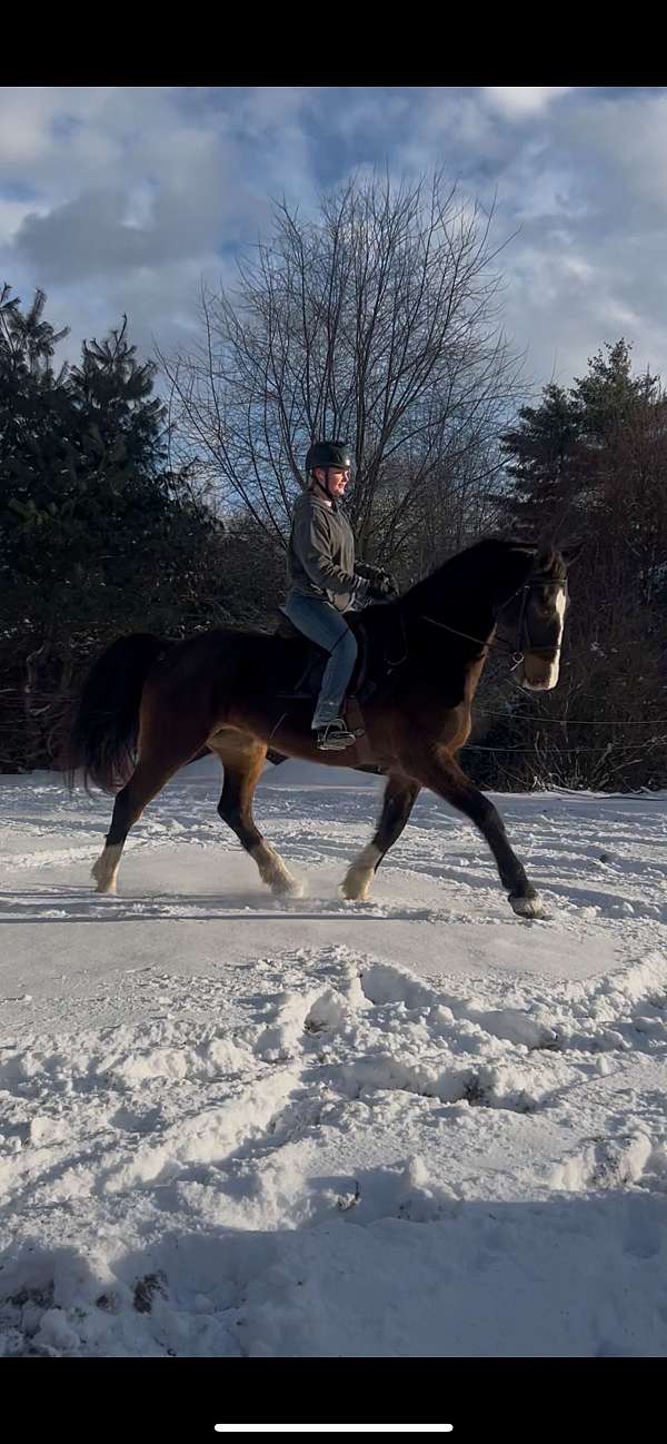 athletic-dutch-warmblood-horse