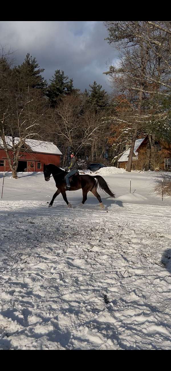 all-around-dutch-warmblood-horse