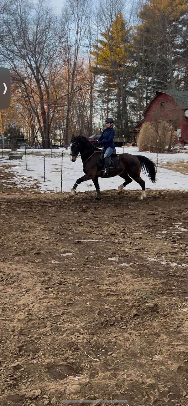 sh-dutch-warmblood-horse