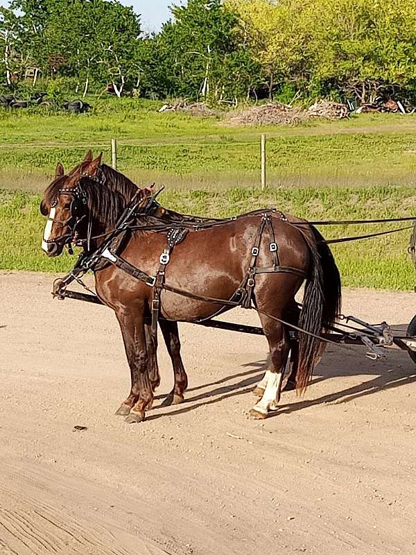 driving-morgan-horse