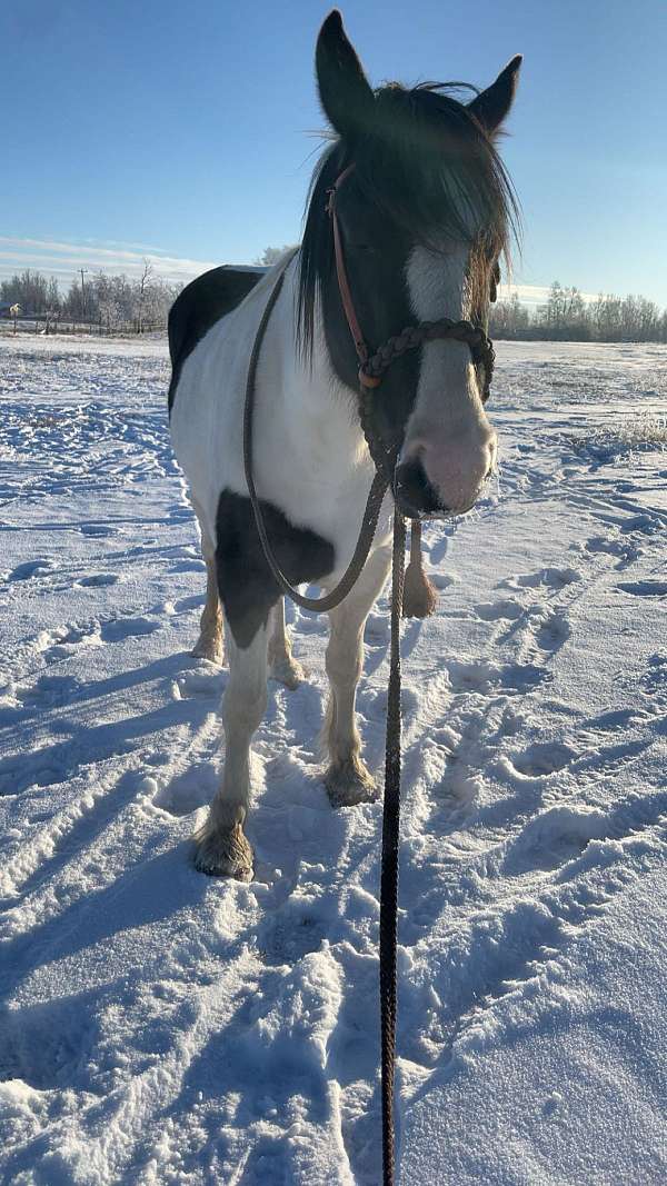 gypsy-vanner-horse