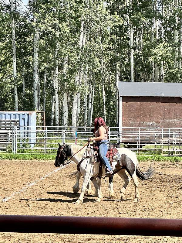 gypsy-vanner-horse-for-sale