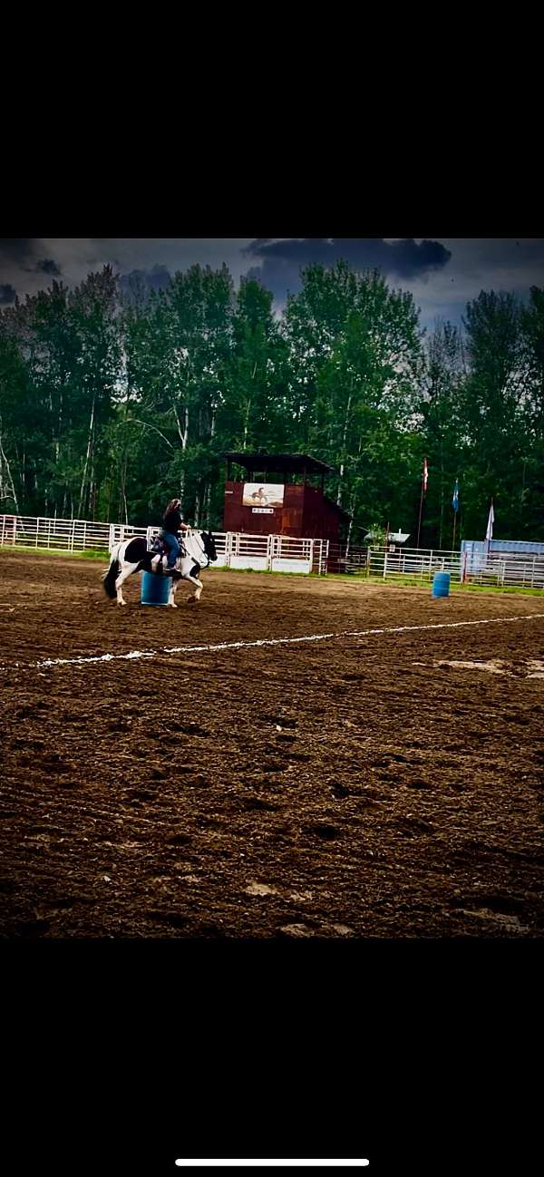 gypsy-vanner-filly