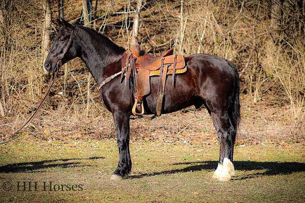 all-around-morgan-horse