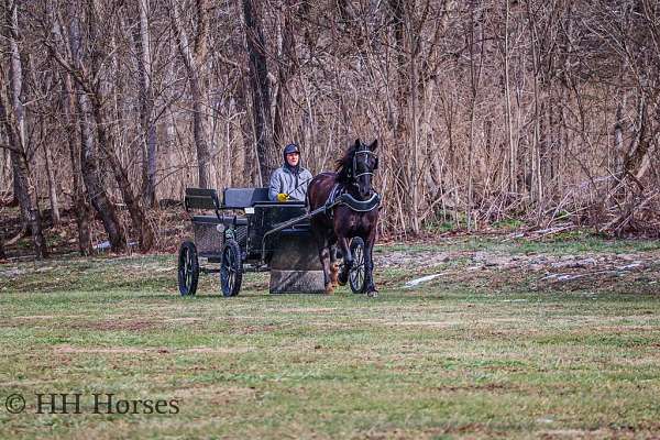 athletic-morgan-horse