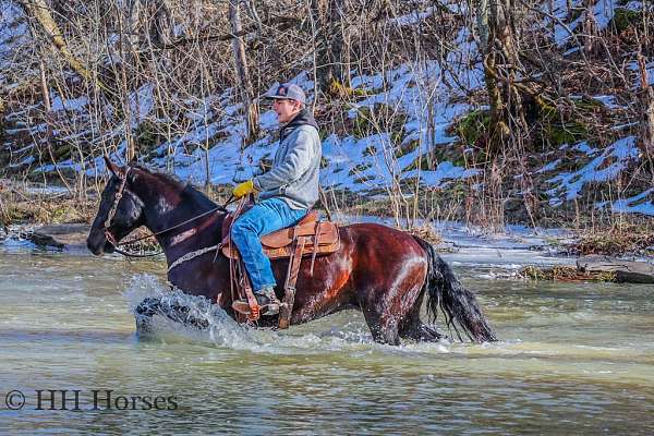 draft-morgan-horse