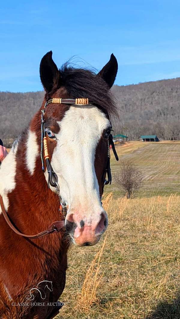 appointment-spotted-horse