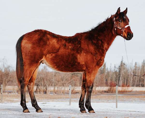 bay-roan-register-of-merit-horse