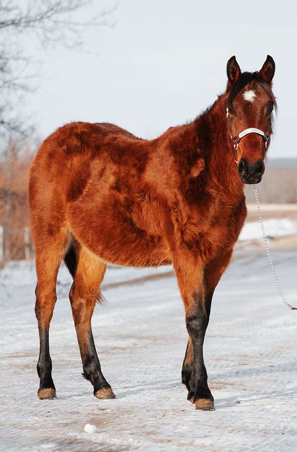 bay-roan-aqha-asha-colt