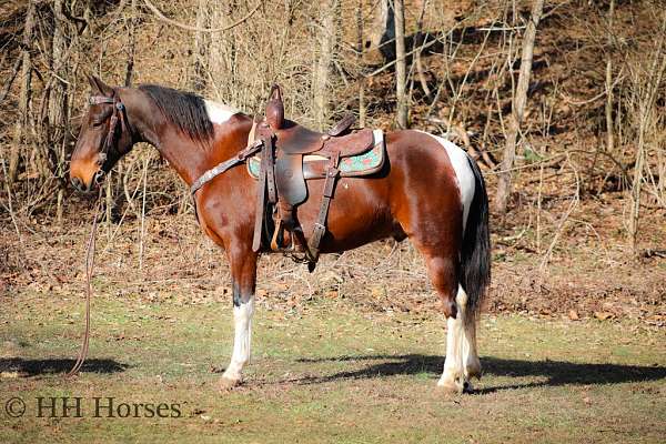 all-around-morgan-horse