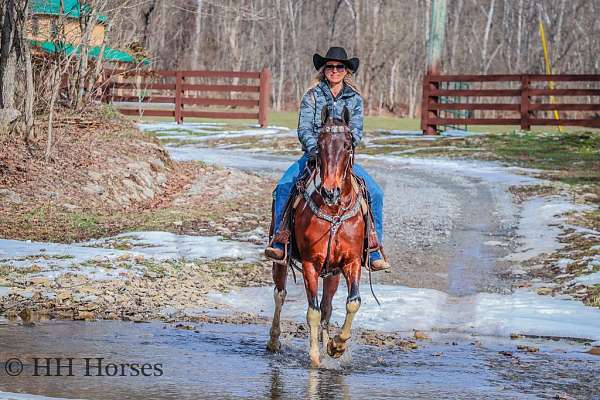 athletic-morgan-horse