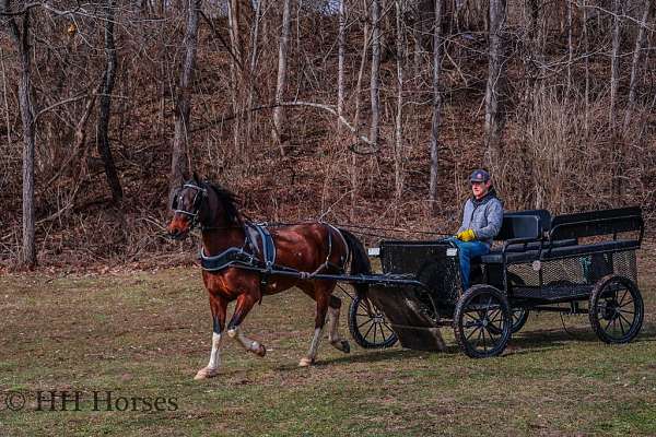 drill-team-morgan-horse