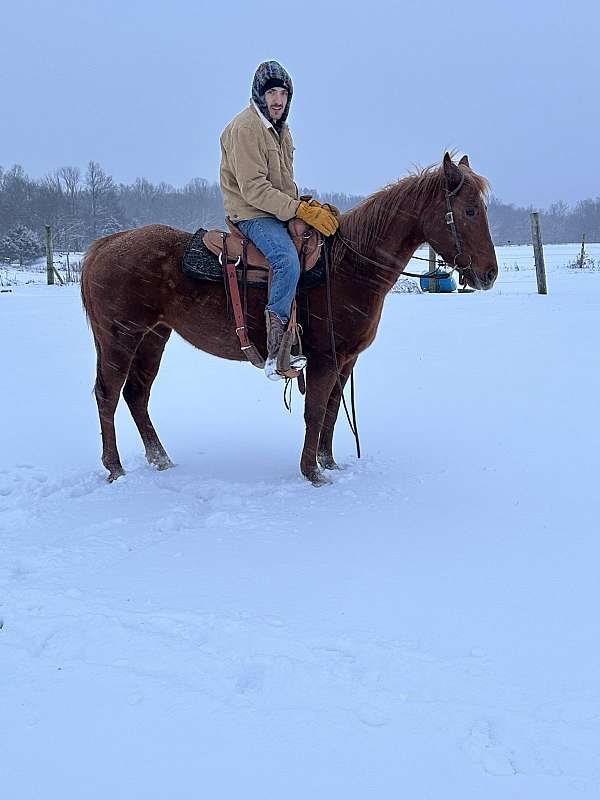 husband-safe-quarter-horse