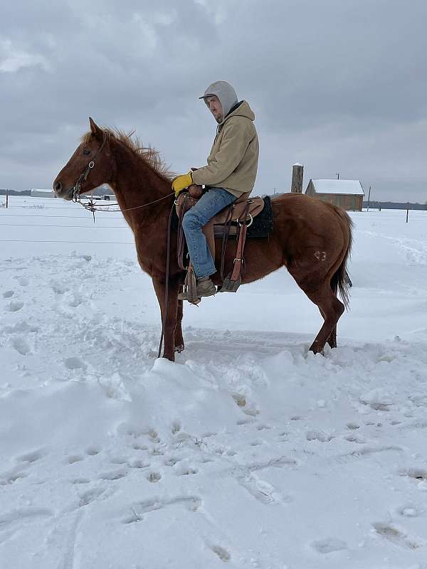 kid-safe-quarter-horse