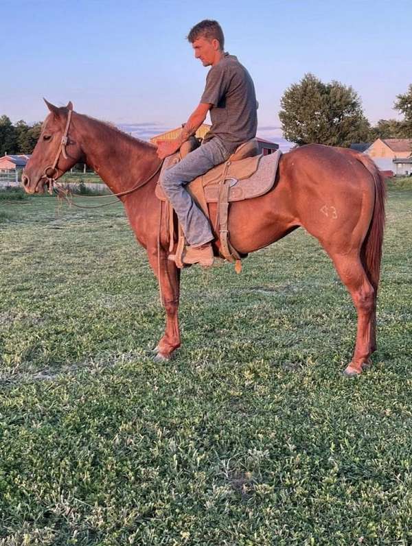 trail-riding-quarter-horse