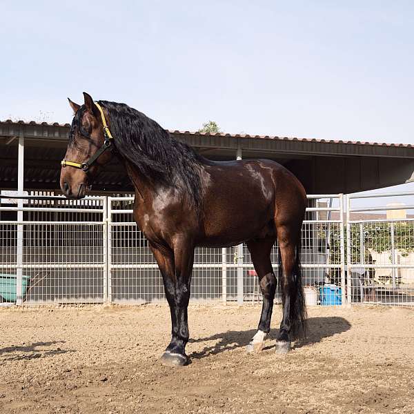 andalusian-horse-for-sale