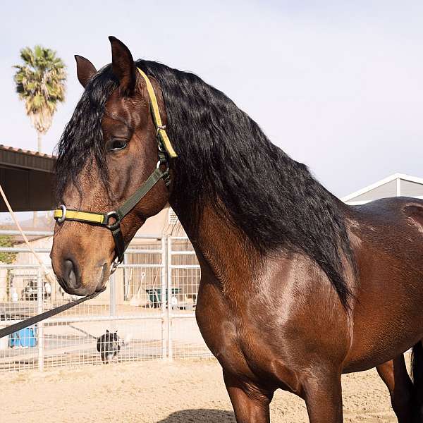 andalusian-horse