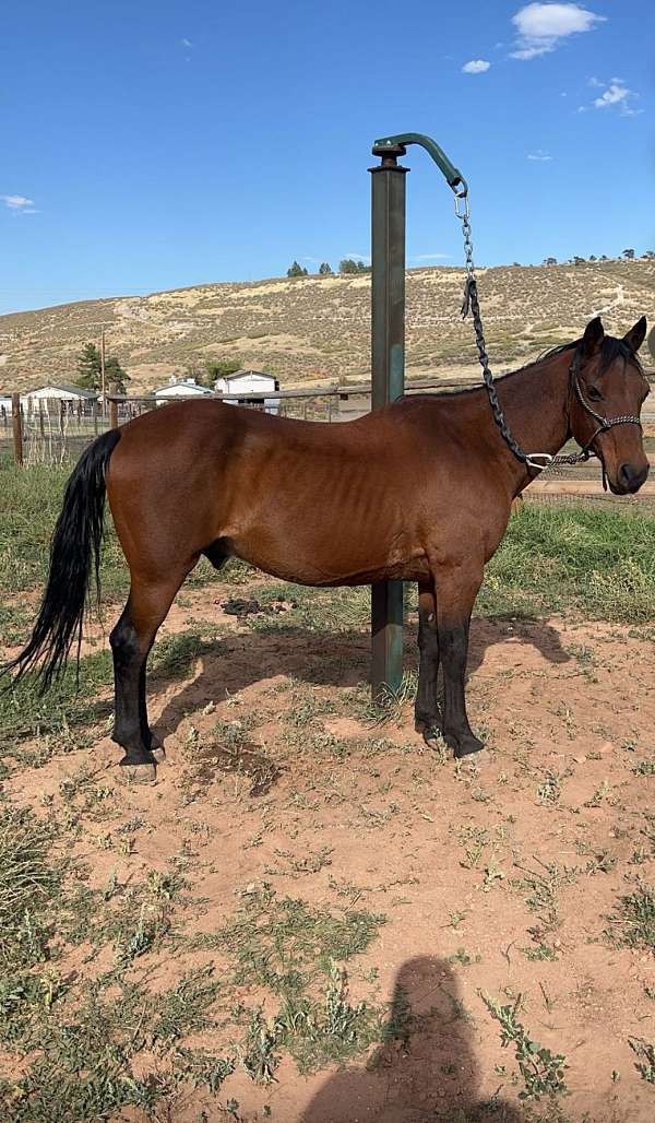 14-hand-quarter-horse-gelding