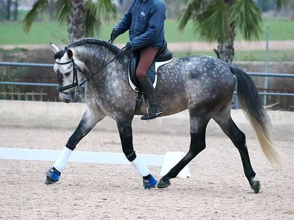 grey-companion-stallion-horse