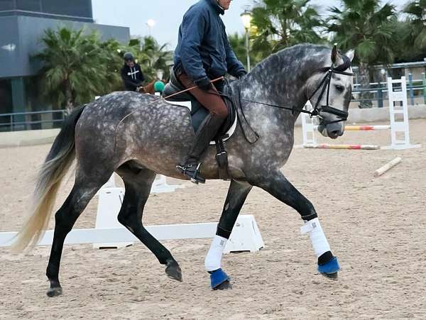 andalusian-horse