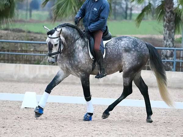 grey-andalusian-horse