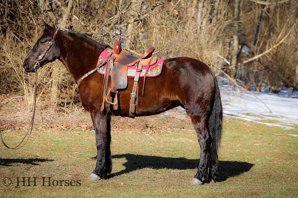 all-around-morgan-horse