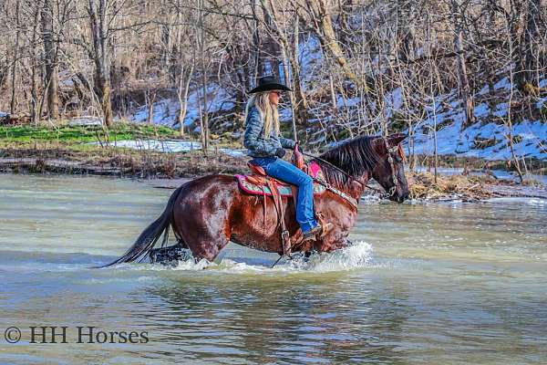 athletic-morgan-horse