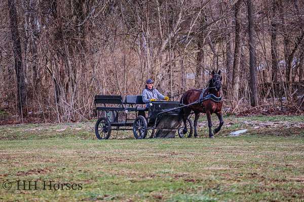 beginner-morgan-horse