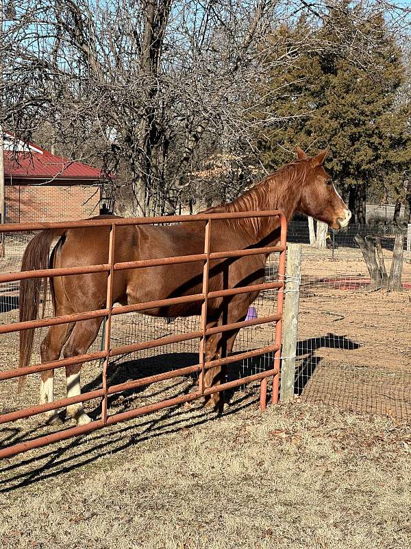 quarter-horse-gelding