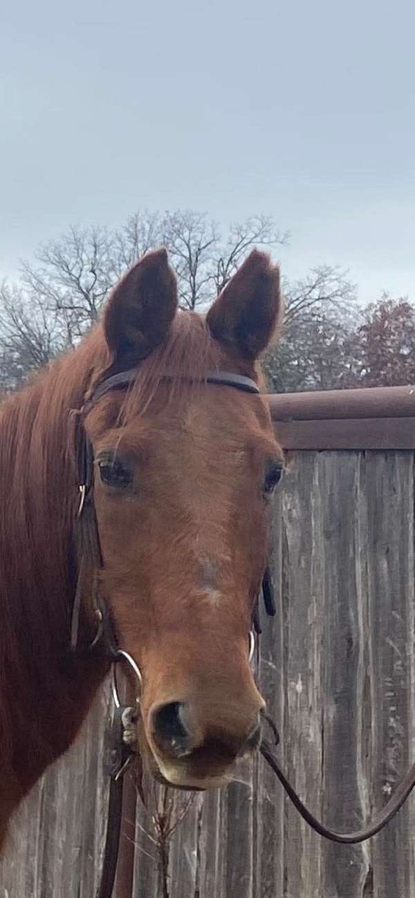 quarter-horse-gelding