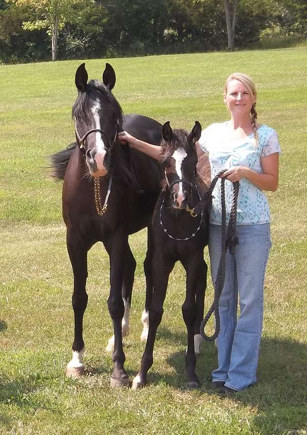 see-photo-rabicano-horse