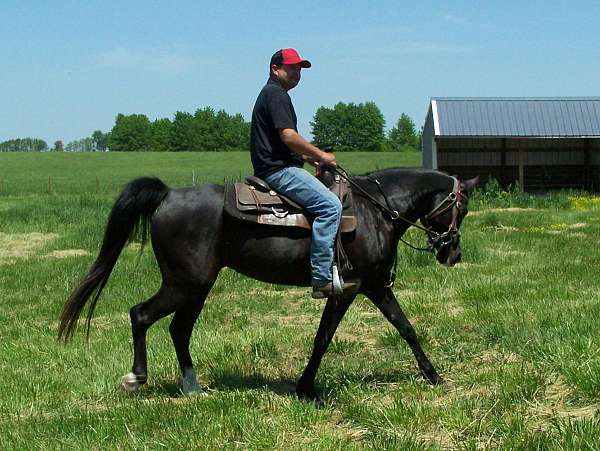 state-arabian-horse