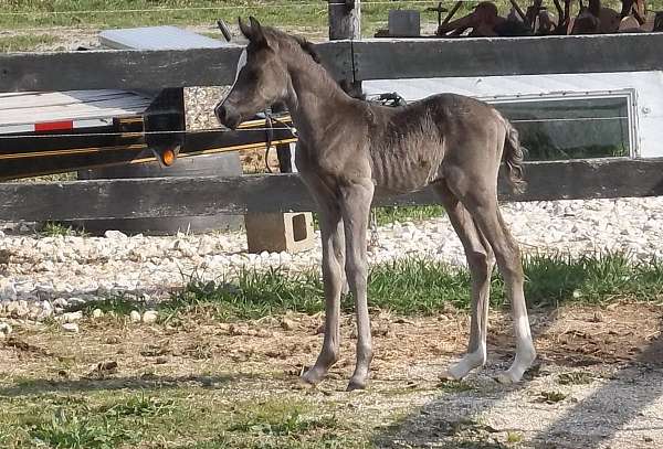 state-arabian-horse