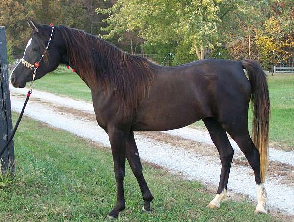 egypt-arabian-horse