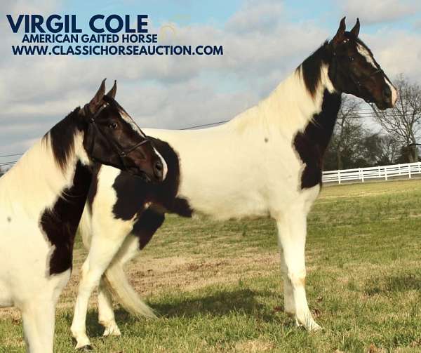 cole-tennessee-walking-horse