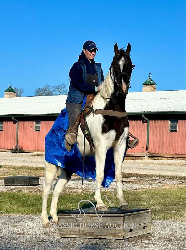 all-tennessee-walking-horse