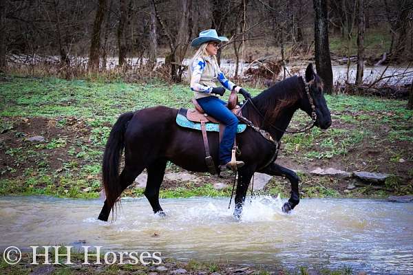 athletic-kentucky-mountain-horse